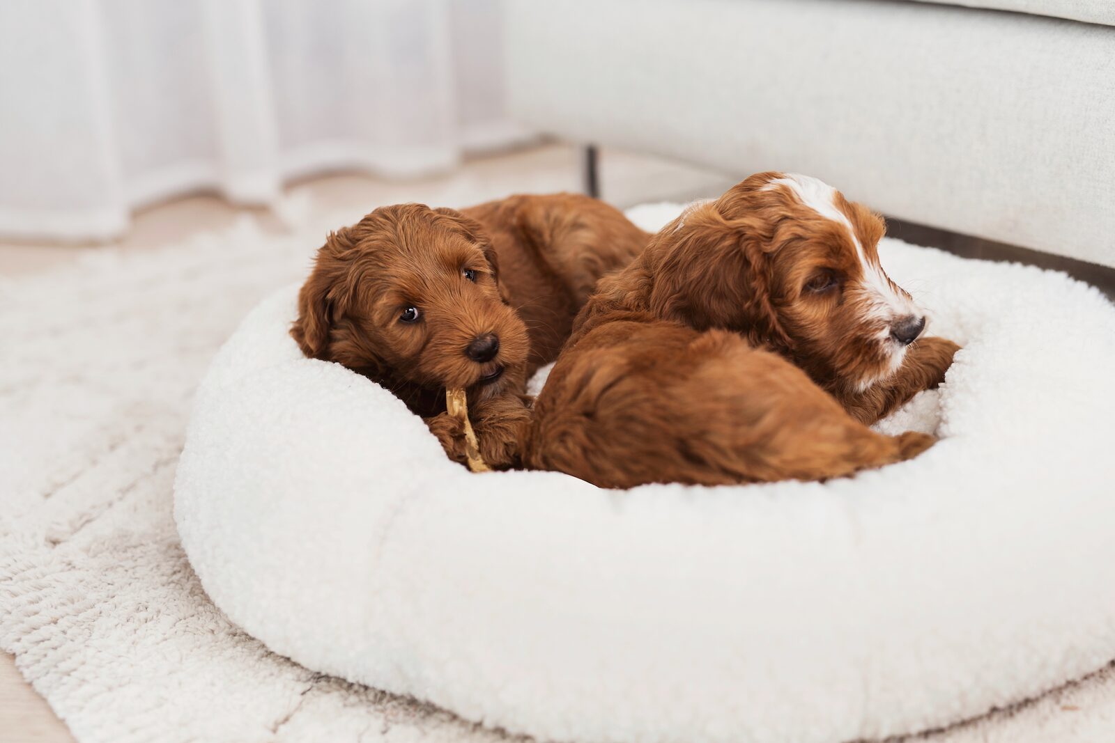How to Choose the Best Chew Bone